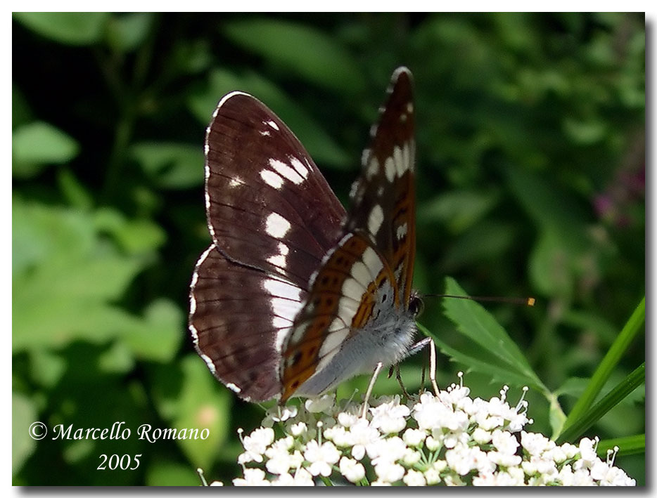 Limenitis camilla (Nymphalidae) dal Friuli